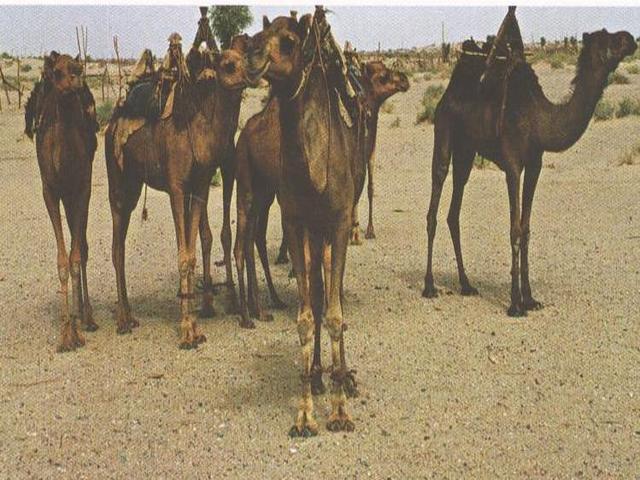 Bandari camel