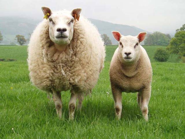 Beltex sheep