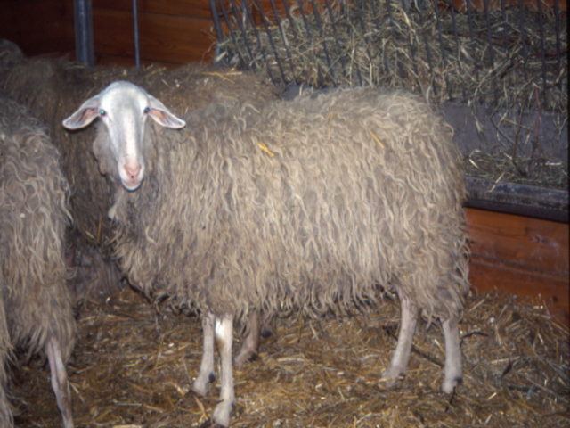 Biellese sheep
