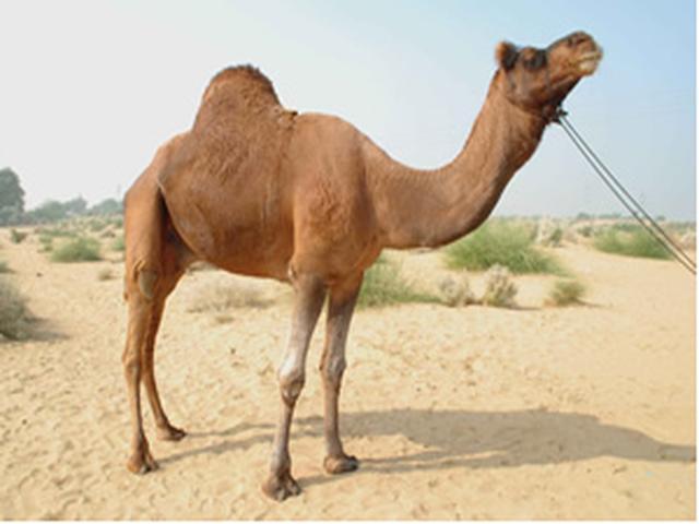 Bikaneri camel