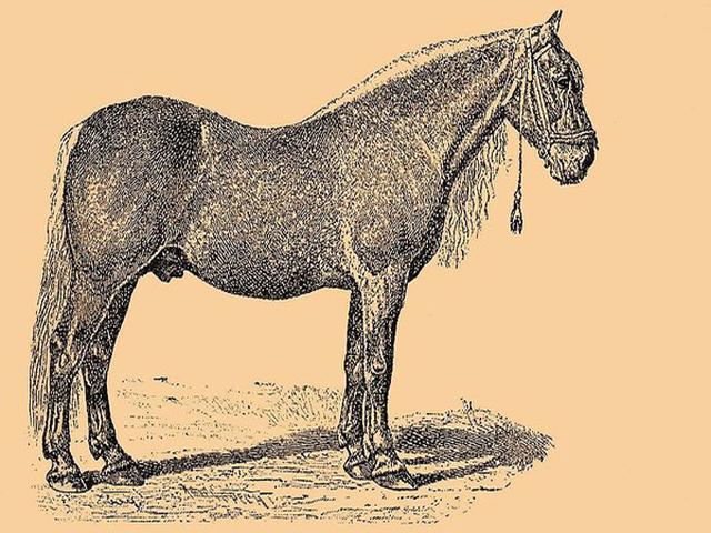 Bityug Horse (Died out)