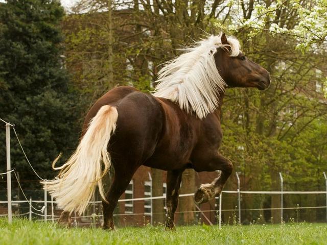 Black Forest Horse