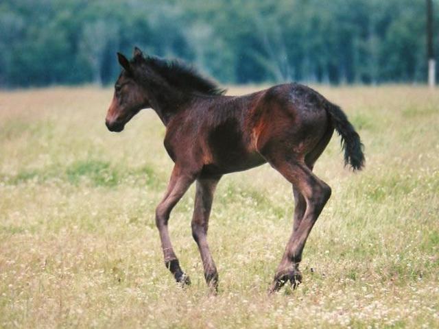Black Sea breed