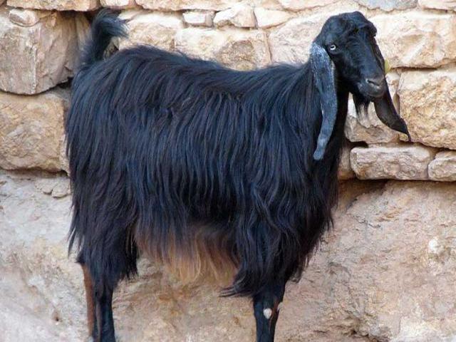 Black down goat