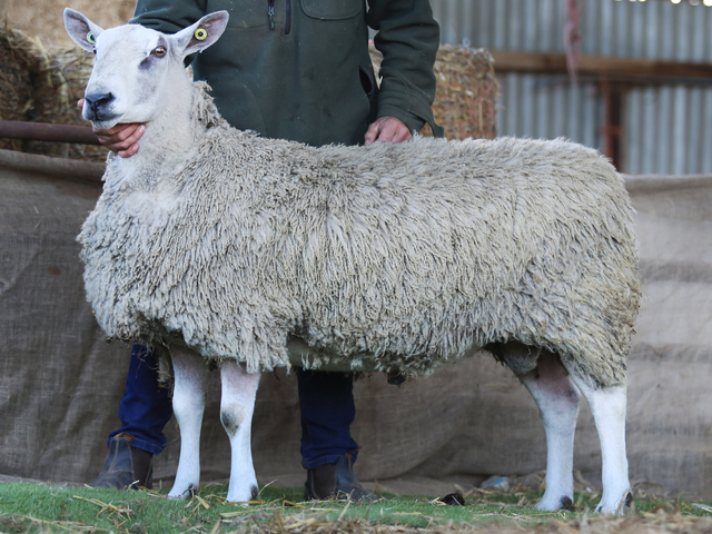 Blue-faced Leicester sheep