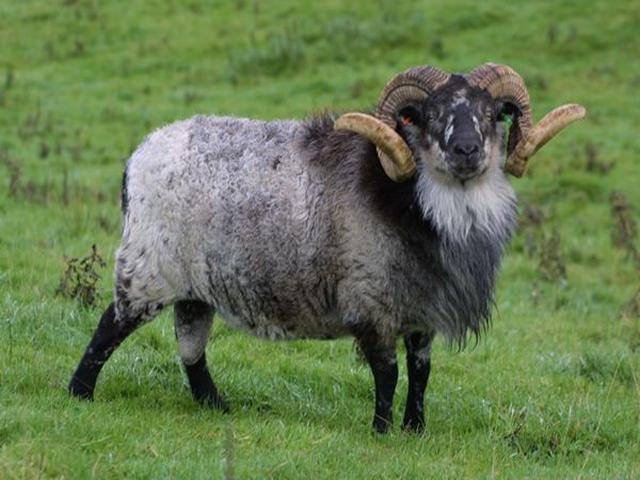 Boreray sheep