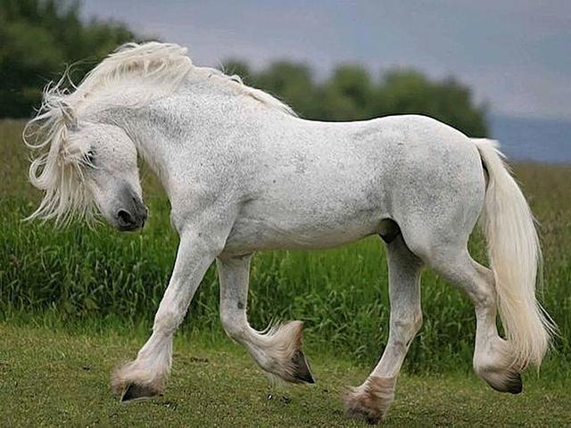 Boulonnais horse