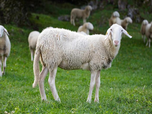 Bovec sheep