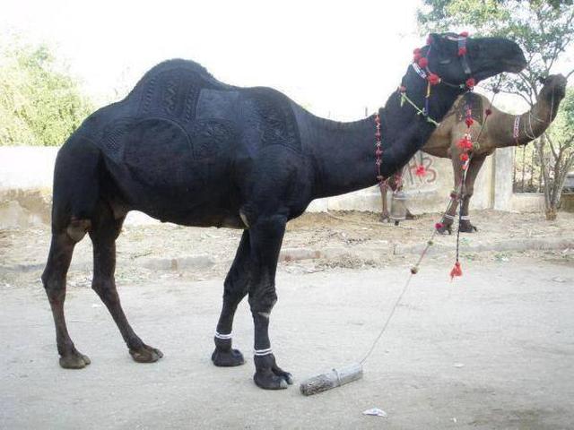 Brahvi camel