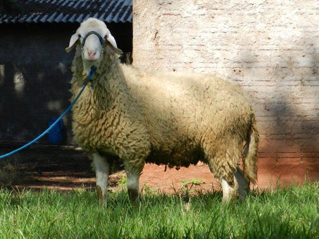 Brasilian Bergamasca sheep