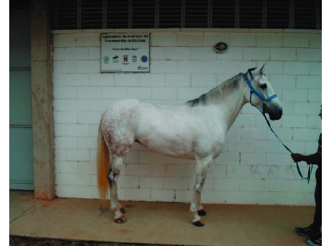 Brazilian Sport Horse
