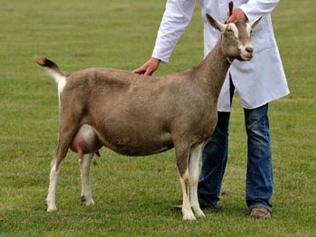 British Toggenburg goat