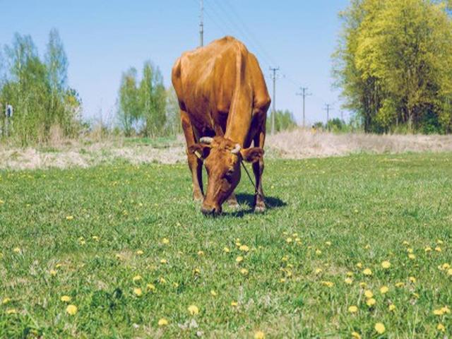 भूरी कार्पातियन नस्ल
