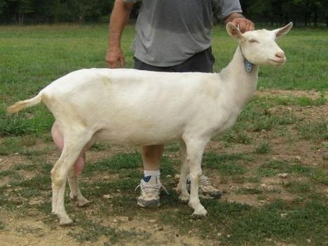 Bulgarian white dairy goat
