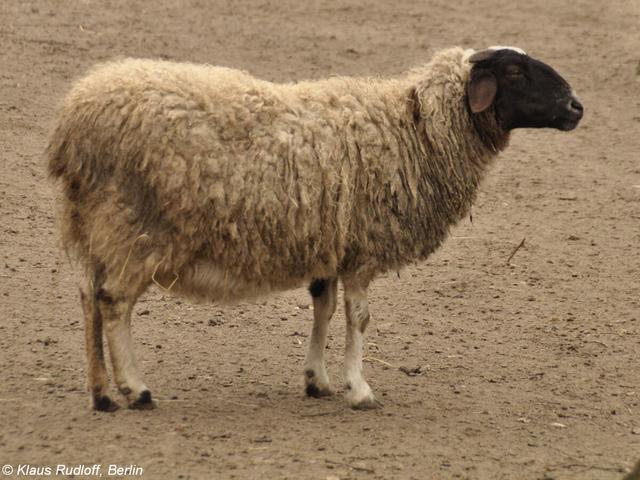 Buubei sheep