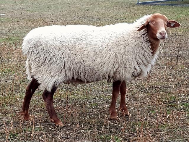 California Red sheep