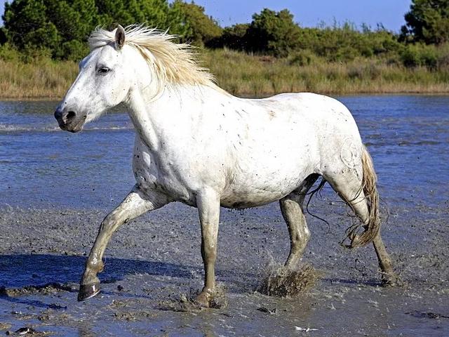 Camargue