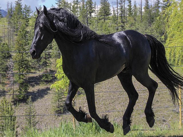 Canadian horse breed