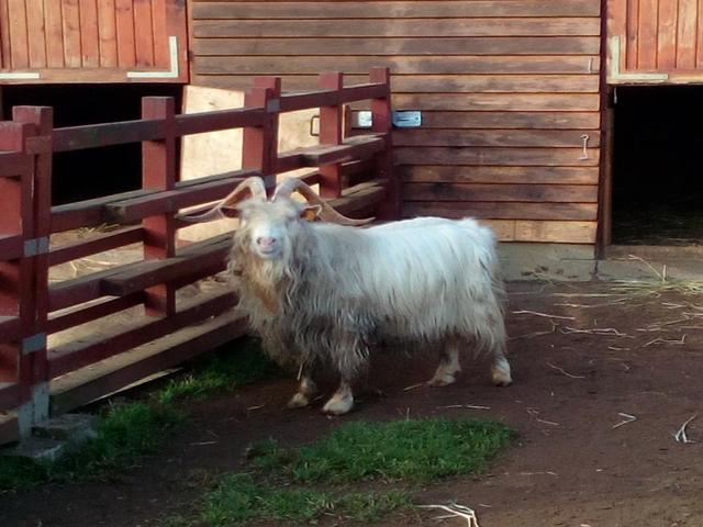 Carpathian goats