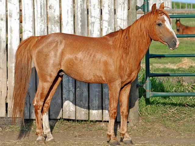 Caspian horse
