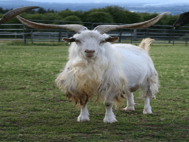 Chigu goats