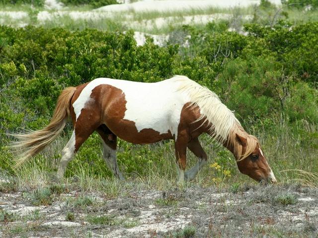 Chincoteague pony, Assateg