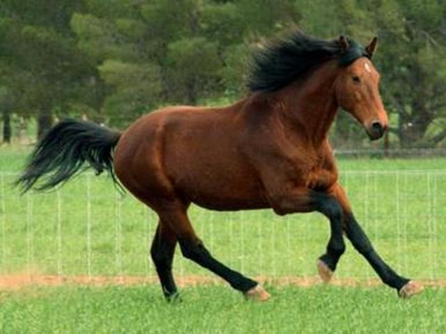 Cleveland Bay Horse