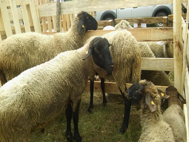 Cokan Tsigai sheep