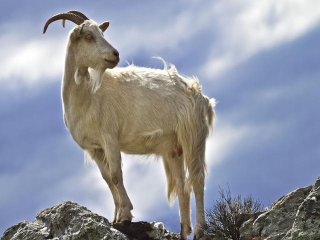 Corsican goats