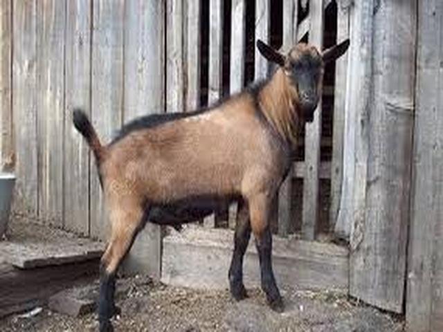 Creole goat