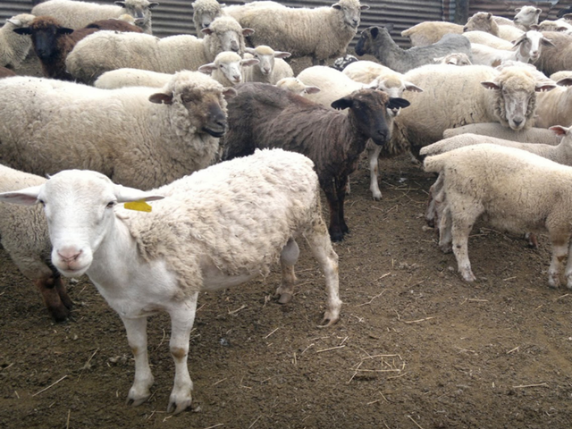 Criollo sheep