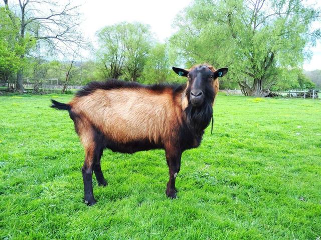 Czech Brown Shorthaired goats