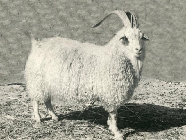 Dagestan downy goat
