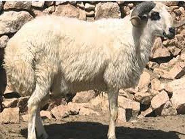 Daglıс sheep