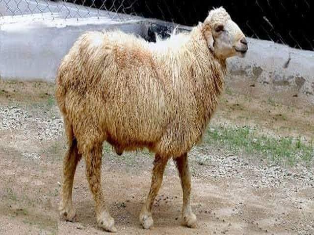 Damani sheep