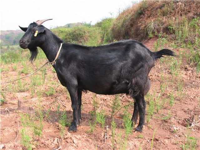 Dazu Black goat