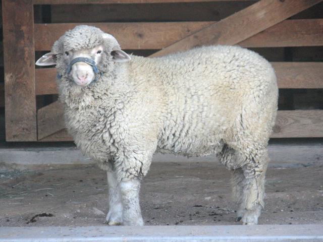 Debouillet sheep