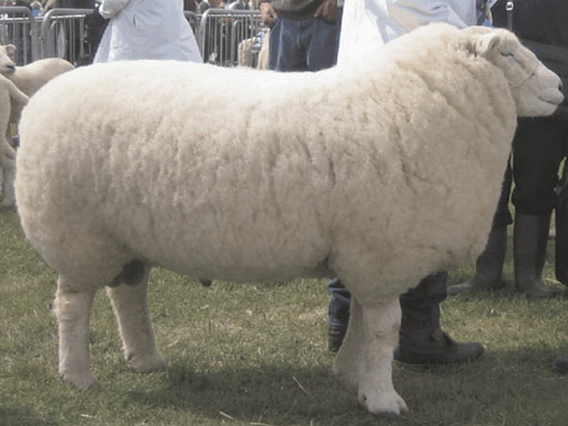 Devon closewool sheep