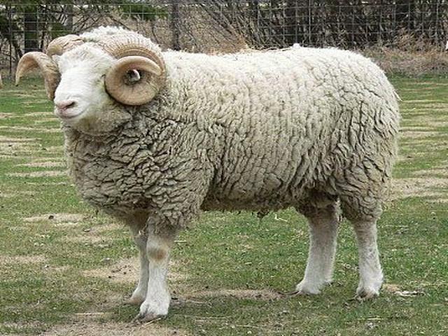 Dorset horn sheep