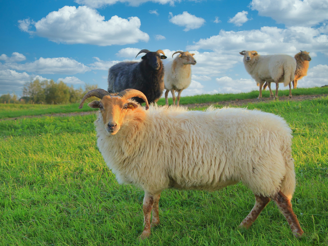 Drente Heath sheep