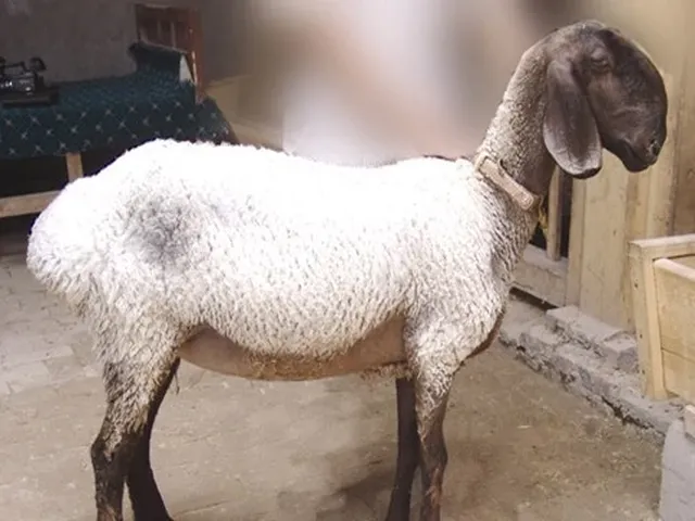 Duolang sheep
