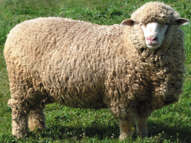 Dzhalga merino sheep
