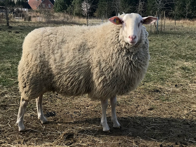 East Friesian Dairy sheep