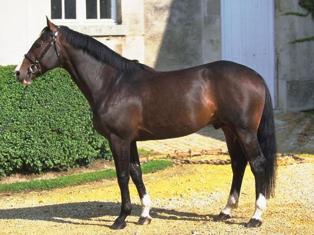 French Anglo-Arab
