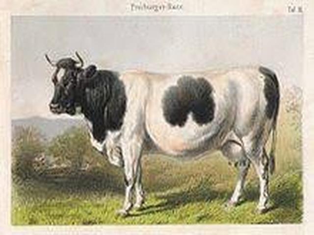Fribourgeoise (Died out)