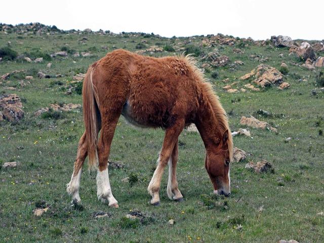 Galician horse