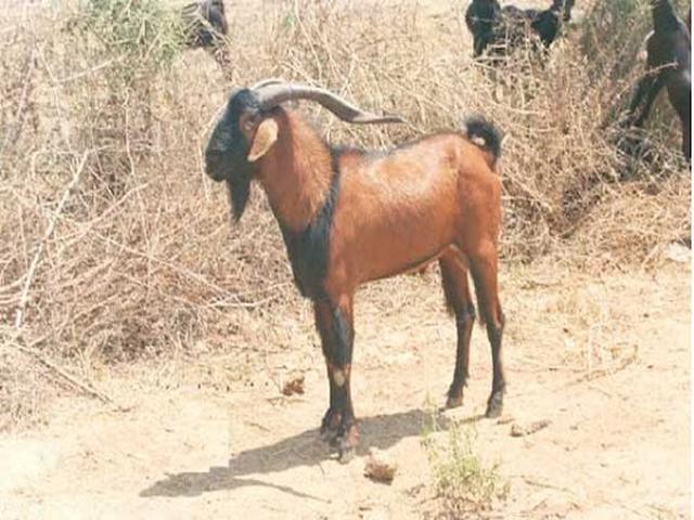 Ganjam goat