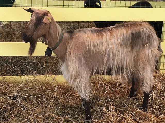 Garfagnina goat