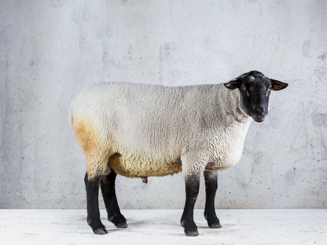 German Blackheaded Mutton sheep
