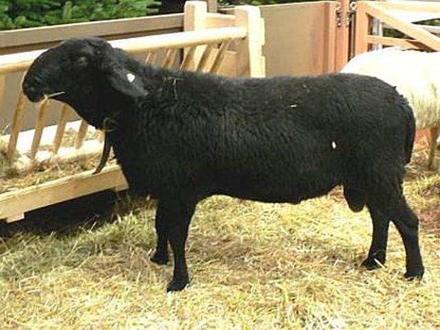 German Mountain Black sheep